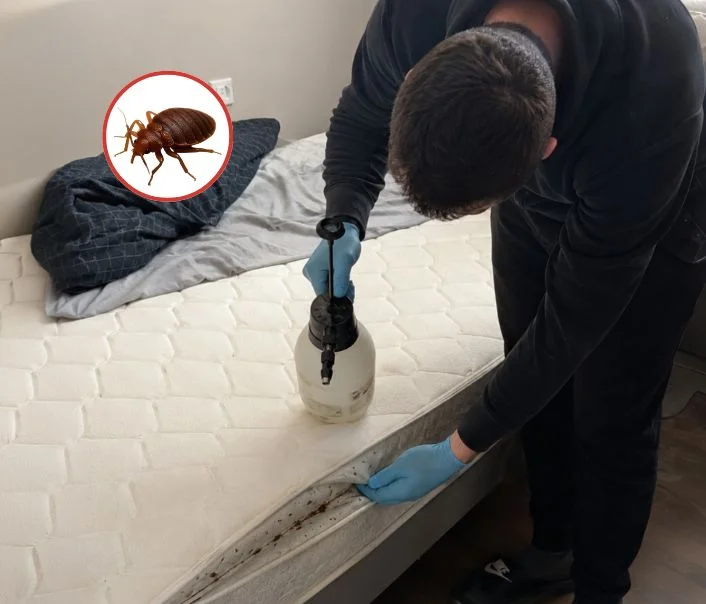 Technicien traitant un matelas contre les punaises de lit à Pontault-Combault